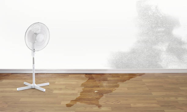 Best Water damage contractors near me  in Lochmoor Waterway Estates, FL